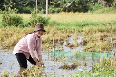 Nuôi cá thả đồng trên ruộng lúa kém hiệu quả: Chi phí thấp, hiệu quả cao