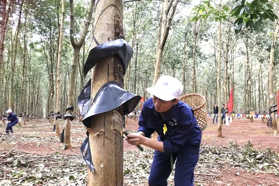 Công ty 72 thi thợ giỏi khai thác mủ cao su