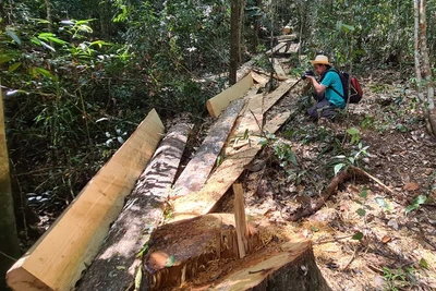 Tan tác rừng bạch tùng hơn trăm tuổi tại Lâm Hà, Lâm Đồng