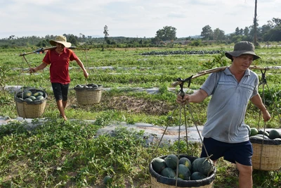 Người trồng dưa hấu ở Chư Prông chịu thiệt hại kép vì mất mùa, mất giá