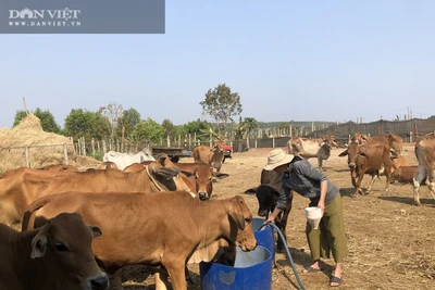 Gia Lai: Nuôi bò "khổng lồ" bán giá 50-60 triệu đồng/con, nông dân thu lãi đậm