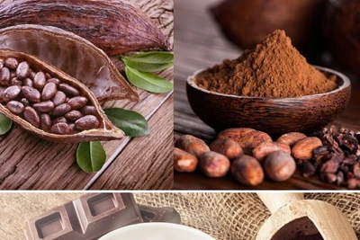 Bất ngờ với những lợi ích tuyệt vời của cacao đối với sức khỏe