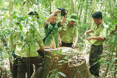 Cộng tác viên dư luận xã hội: "Cánh tay nối dài" của cấp ủy, chính quyền