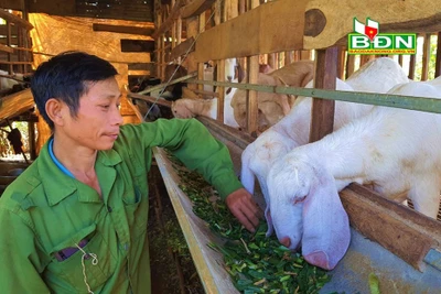 Đắk Nông: Nuôi loài thú tai dài quá mỏm, chỉ ăn rau, ăn lá, uống nước lã mà nông dân khá giả hẳn lên