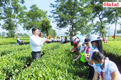 Rèn kỹ năng cho học sinh từ trải nghiệm thực tế