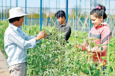 Canh tác hữu cơ: Câu hỏi còn bỏ ngỏ