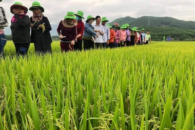 Bình Định: TBR97 - giống lúa "không thể chê" cho vùng hạn, đạt năng suất bất ngờ