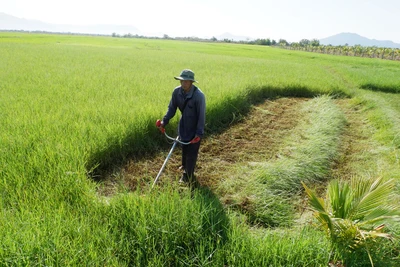 Đời du mục trên thảo nguyên (bài cuối): Giấc mơ vàng trên thảo nguyên xanh