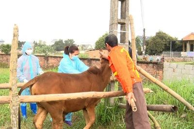 Cục Thú y: Bệnh viêm da nổi cục chỉ gây bệnh trên trâu bò, đã có vaccine phòng bệnh