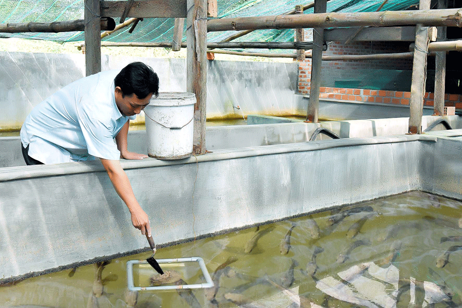 Triển vọng từ mô hình nuôi cá chình thương phẩm