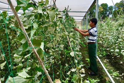 Toàn tỉnh có 5 mô hình trồng rau theo tiêu chuẩn VietGAP