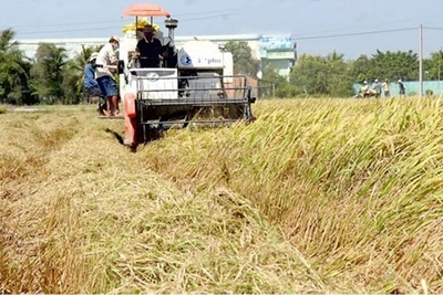 Xuất khẩu gạo và cao su tăng mạnh