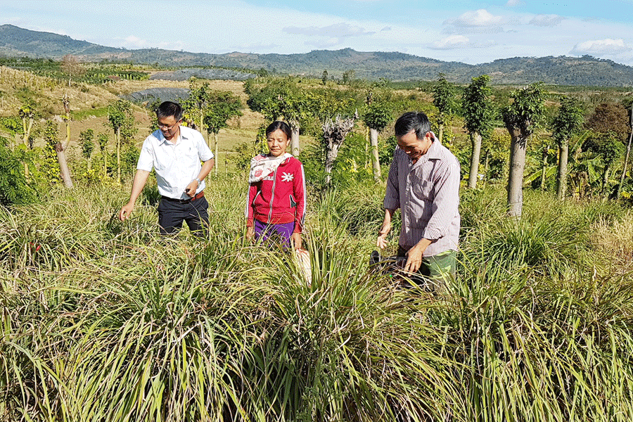 Trồng sả cho thu nhập cao