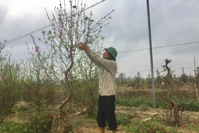 Tái sinh một cành hoa