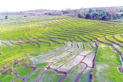 Ruộng bậc thang của người Jrai