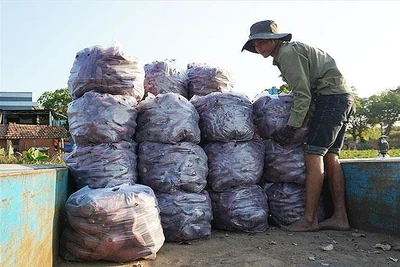 Nguy cơ bỏ thối hơn 600 ha khoai lang