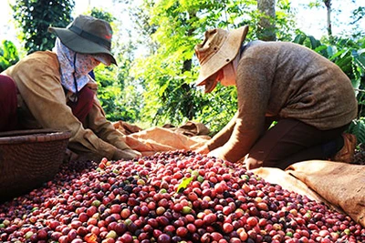 Cà phê Việt nhọc nhằn "leo dốc"