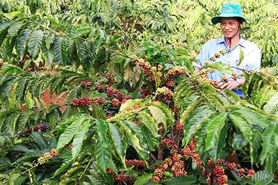 Biến đối khí hậu đe dọa ngành cà phê