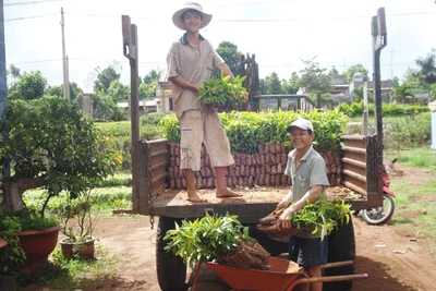 Kế hoạch trồng rừng bị “bể” do định mức đầu tư thấp