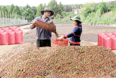 Gia Lai: Kim ngạch xuất khẩu tăng 4,1%