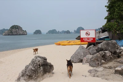 Nghiên cứu đưa gần 200 bãi tắm hoang sơ trên vịnh Hạ Long vào sử dụng