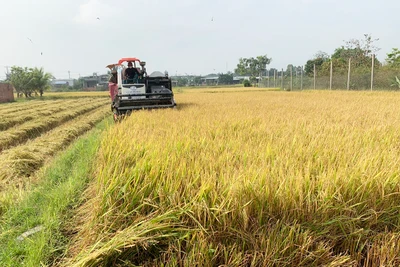 Ia Pa chú trọng chuyển đổi cơ cấu cây trồng