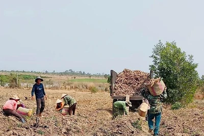 Để cây sắn bớt... tâm tư