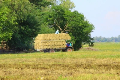 Ký ức mùi toóc, rơm khô