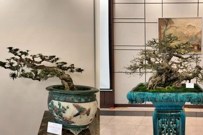 Cực phẩm cây cảnh bonsai hội tụ 4 tiêu chí "Cổ, kỳ, mỹ, văn", hệ chơi cây nức nở "đẹp hết nước chấm"