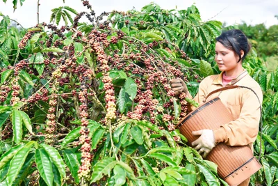 Gia Lai ban hành Khung đánh giá thực hiện mục tiêu phát triển kinh tế-xã hội