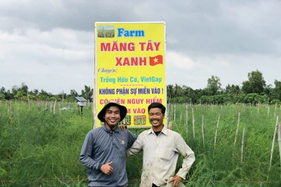 Đột phá trồng măng tây xanh, 8X thu tiền triệu mỗi ngày