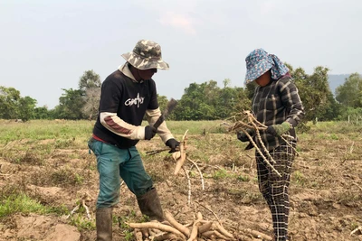 Krông Pa: Người trồng mì gặp khó do năng suất giảm sâu