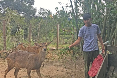 Triển vọng mô hình nuôi hươu lấy nhung ở Mang Yang