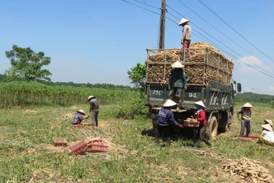 Trung Quốc tăng tốc thu gom 95,6% một loại nông sản của Việt Nam để làm gì?