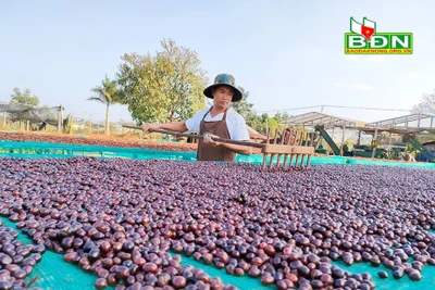 Đây là cách trồng cà phê "tưởng lười mà hóa siêng" ở Đắk Nông, hạt cà phê dân ở đây bán giá 65.000 đồng/kg