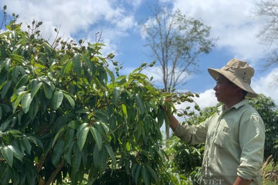 Đắk Lắk: Trồng cây đặc sản miền Bắc trên đất sỏi, gặp năm trúng mùa được giá, nông dân khấm khá mấy hồi