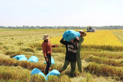 Sản xuất lúa gạo ở Đắk Lắk: Nhiều triển vọng để ra "biển lớn" (kỳ 1)