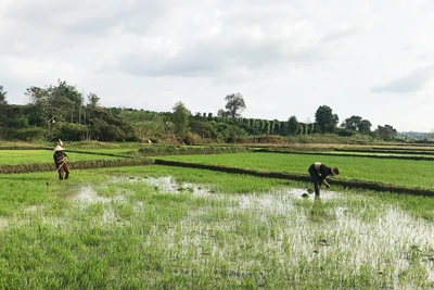 Gia Lai: Năng suất cây trồng Đông Xuân đạt cao