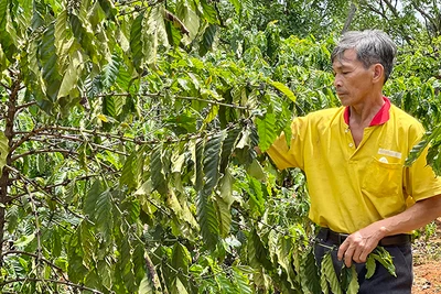 Nông hội trồng cà phê bền vững 4C thị trấn Ia Kha phát huy hiệu quả, gắn kết nông dân