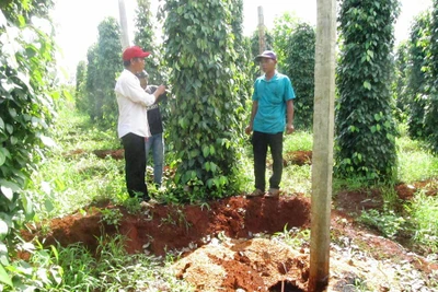 Nông dân Ia Grai lao đao vì hồ tiêu chết