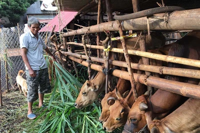 Đak Đoa: Phong trào "Toàn dân đoàn kết xây dựng đời sống văn hóa" lan tỏa sâu rộng