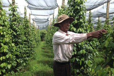 Hồ tiêu cây làm giàu, cây thoát nghèo