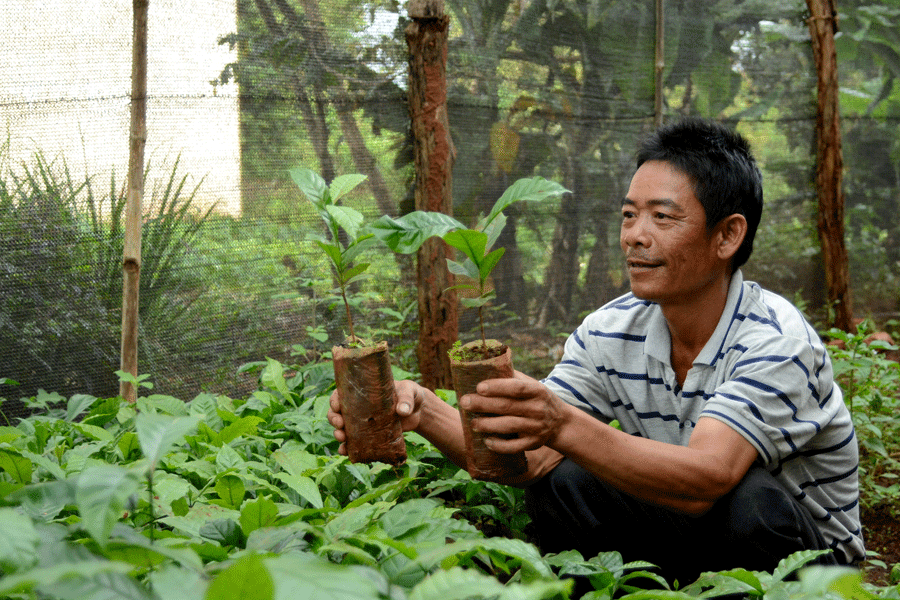 Hợp tác xã Cà phê Tân Nông Nguyên vì lợi ích của xã viên