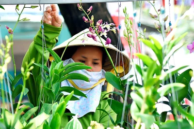 Pleiku: Mùa hoa trên phố