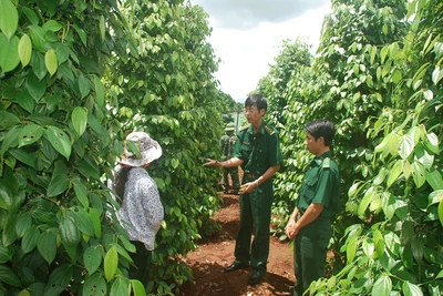 Làm giàu trên vùng biên cương của Tổ quốc