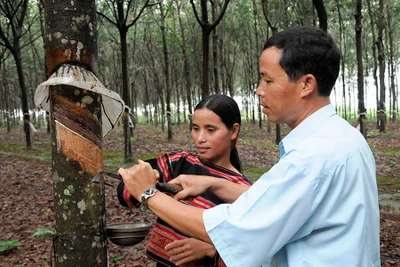 Chư Prông: Đất cũ, người xưa và hành trình đổi mới