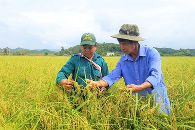 Về Đạ Tẻh ngắm mùa vàng nếp quýt của bà con Tày, Nùng