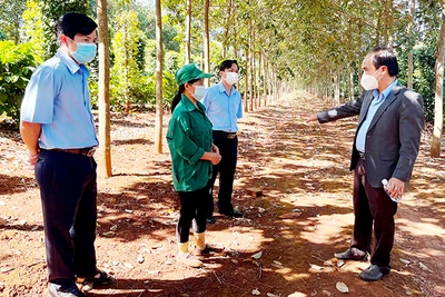 Công ty TNHH một thành viên Cao su Chư Prông: Gắn sản xuất với bảo vệ môi trường