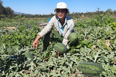 Kon Tum: Trồng dưa hấu trúng mùa nhưng bán rẻ hơn rau muống, gọi thương lái ời ời vẫn "bặt tăm"