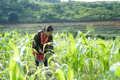 Phê duyệt Chương trình mục tiêu quốc gia giảm nghèo bền vững